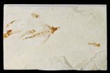 Cretaceous Fossil Flying Fish (Exocoetoides) - Lebanon #162772-1